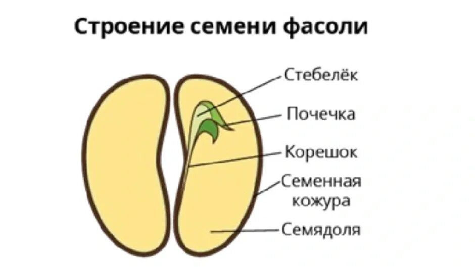 Почечка фасоли. Семенная кожура семядоли. Строение семени 6 класс биология. Строение семени 5 класс биология. 2.2 Строение семян двудольных растений.