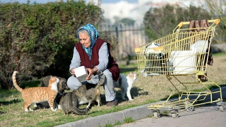 Женщина кормит кошек. Старушка кормит кошек. Бабушка подкармливает кошек. Бабушка с тележкой в магазине. Бабушка на скамейке кормит кошек.