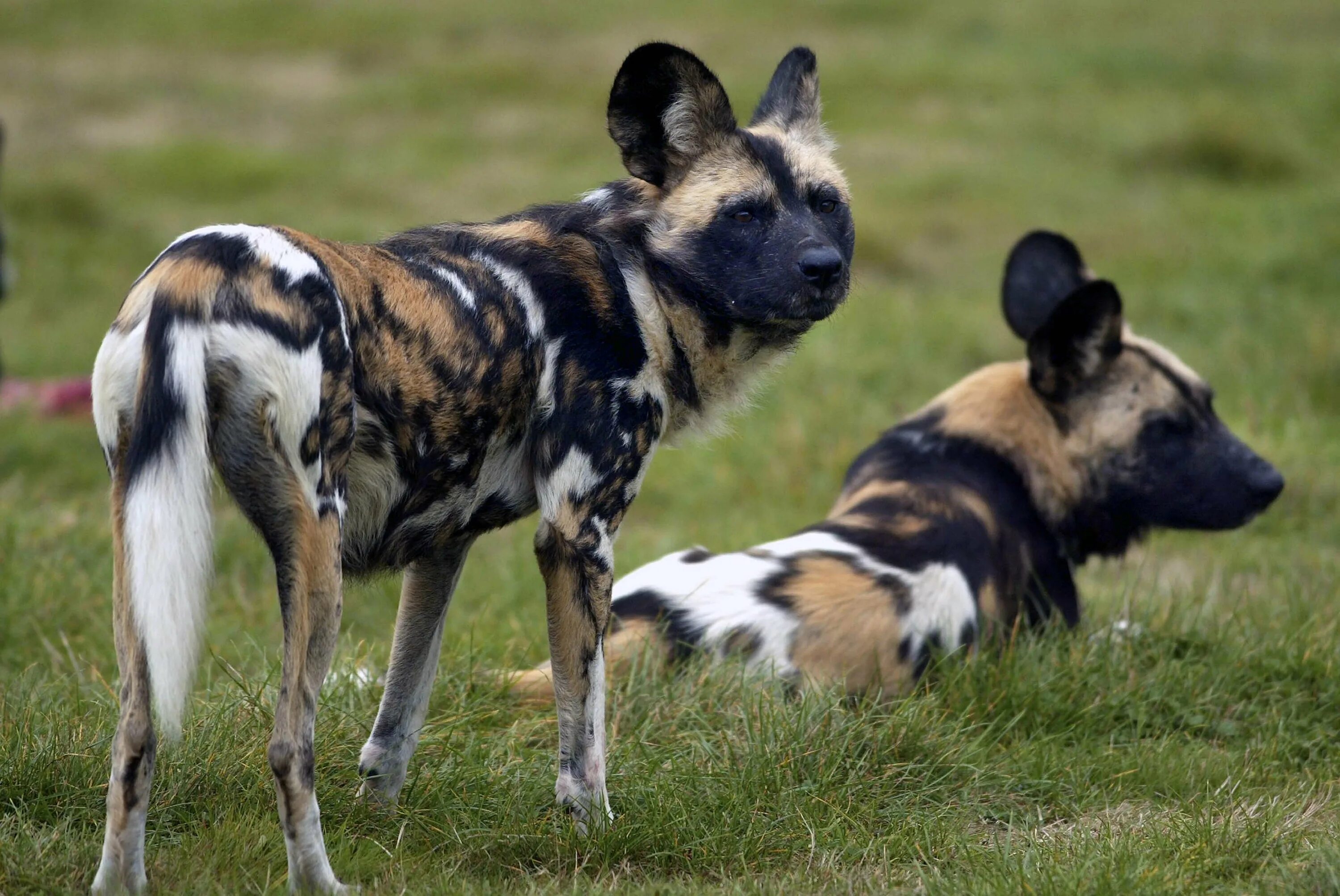 Painted dogs. Гиеновидная собака окрас. Гиеновидная собака Кумба. Гиеновидная собака Южная. Окраска гиеновидных собак.