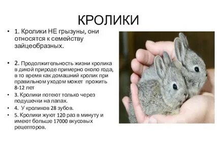 Срок жизни кролика