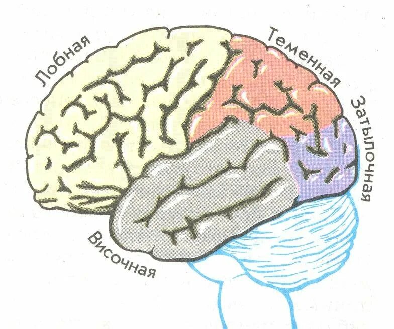 Большой мозг рисунок. Большие полушария головного мозга доли и зоны. Большое полушарие головного мозга доли коры. Кора больших полушарий головного мозга доли коры зоны коры. Корковые зоны больших полушарий головного мозга.