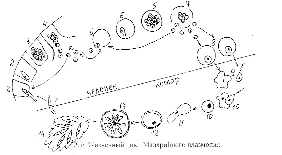 Малярийный плазмодий в кишечнике. Жизненный цикл малярийного плазмодия схема. Цикл развития малярийного плазмодия. Цикл развития малярийного плазмодия схема. Стадии жизненного цикла малярийного плазмодия.