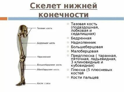 Развитие верхней и нижней конечности