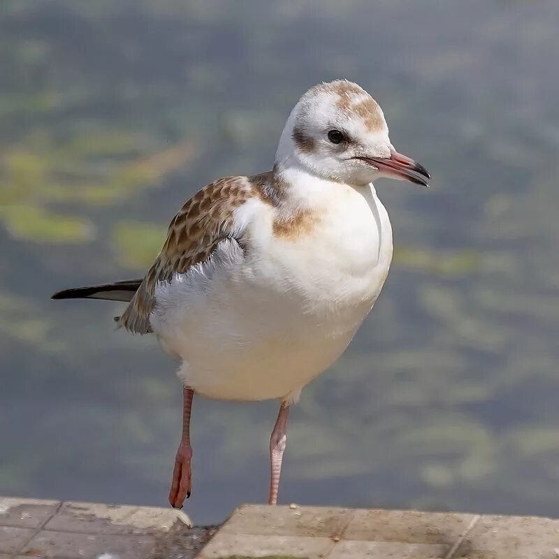 Чайкин птенец. Серебристая чайка птенец слеток. Чайка птица птенец. Как зовут детеныша чайки. Чайка баклан птенец.