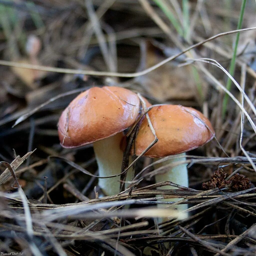 Есть гриб масленок. Гриб Suillus luteus. Маслёнок обыкновенный грибы. Съедобные грибы маслята. Грибы масленок зернистый.