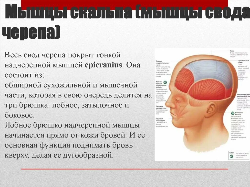 Функции надчерепных мышц. Функции надчерепных мышц