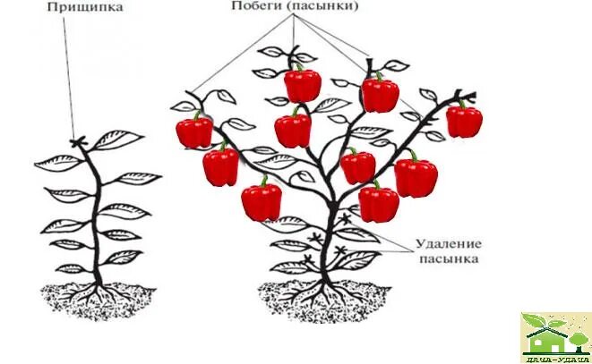 Обрезают ли перцы. Схема пасынкования перца. Пасынковать перец в теплице. Схема пасынкования перца в теплице. Перец формировка куста.