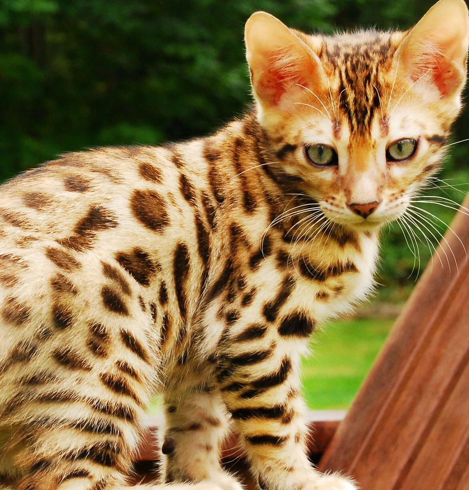 Породы домашних кошек фото. Бенгальская короткошерстная бенгал. Дикая Бенгальская леопардовая кошка. Бенгальская кошка Марбл. Кошка пятнистая Бенгальская.