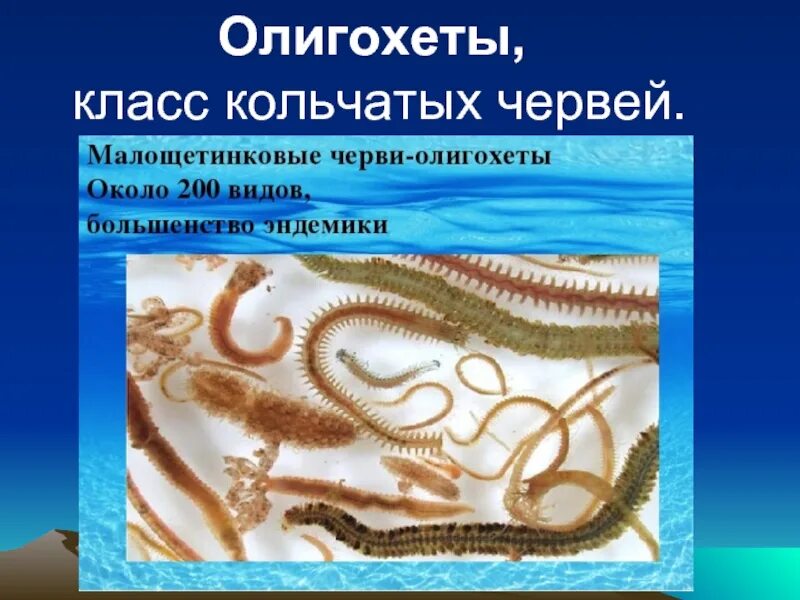 Как олигохеты улучшают структуру почвы проницаемость. Как олигохеты улучшают структуру почвы проницаемость