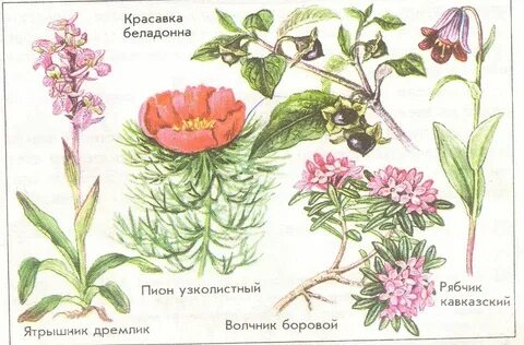 3 покрытосеменных растений название