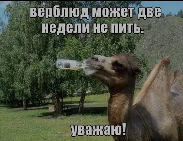 Пью вторую неделю