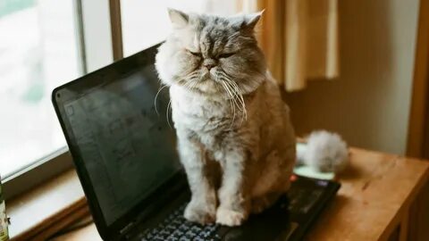 Включи кот работает