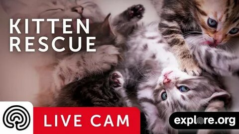 Kamera zasilana z kamery Kitten Rescue Cat Cam.