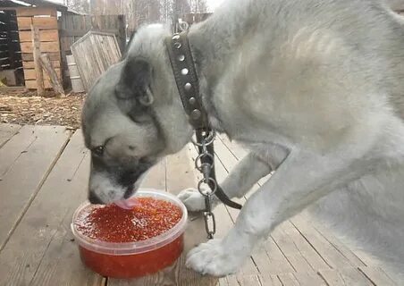 Собака съела тесто