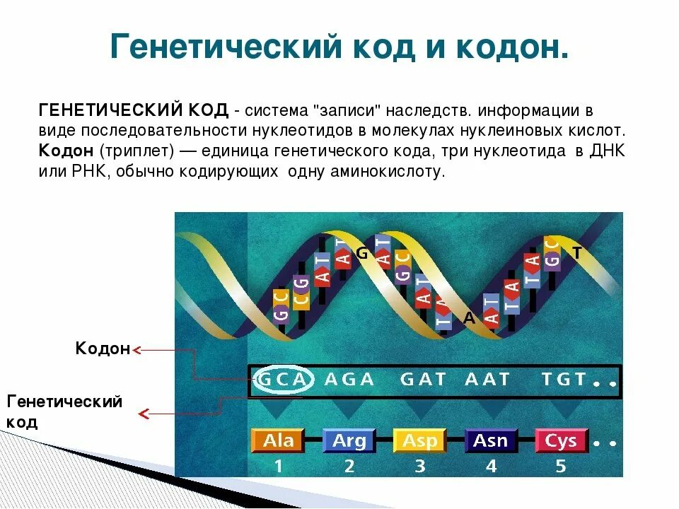 При расшифровке генома лосося было установлено. Генетический код 64 триплета. Как устроен генетический код. ДНК расшифровка генетического кода. Генетический код строение ДНК.