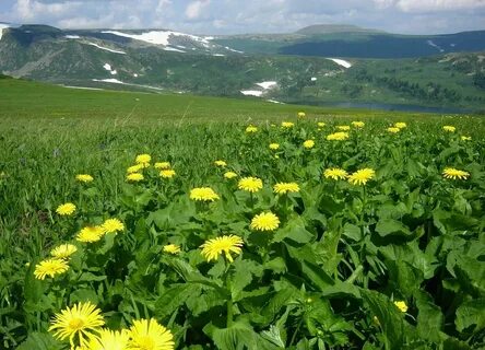 Растения кузнецкого алатау YarkoePlamya.ru