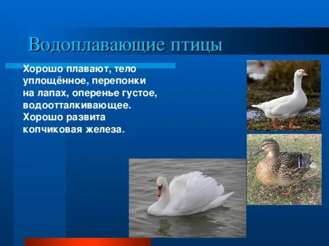 Особенности водоплавающих птиц. Экологическая группа водоплавающие птицы. Водоплавающие птицы строение. Копчиковая железа у водоплавающих птиц.