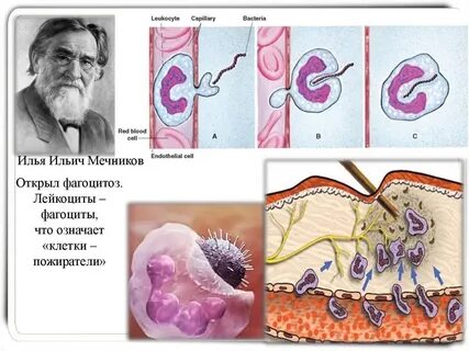 Фагоцитарная теория иммунитета