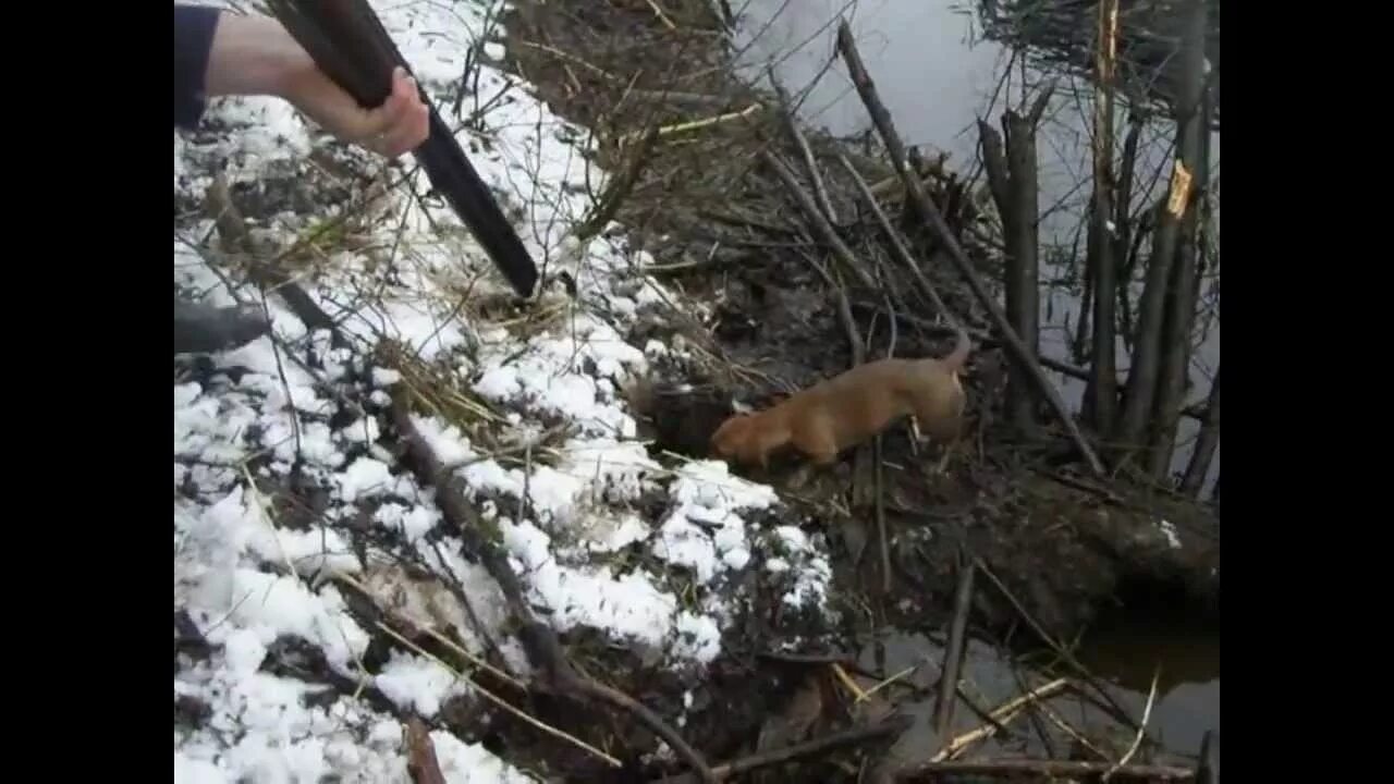 Мод на бобра. Мод на бобра