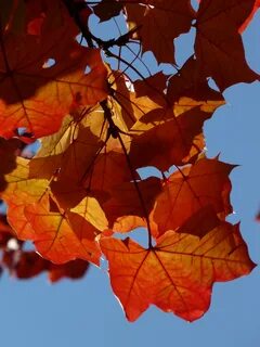 Wind leaves