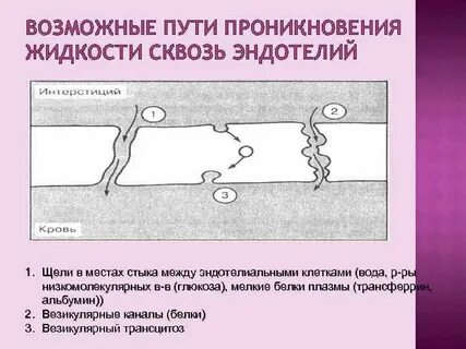 На рисунке изображена схема везикулярной системы клетки