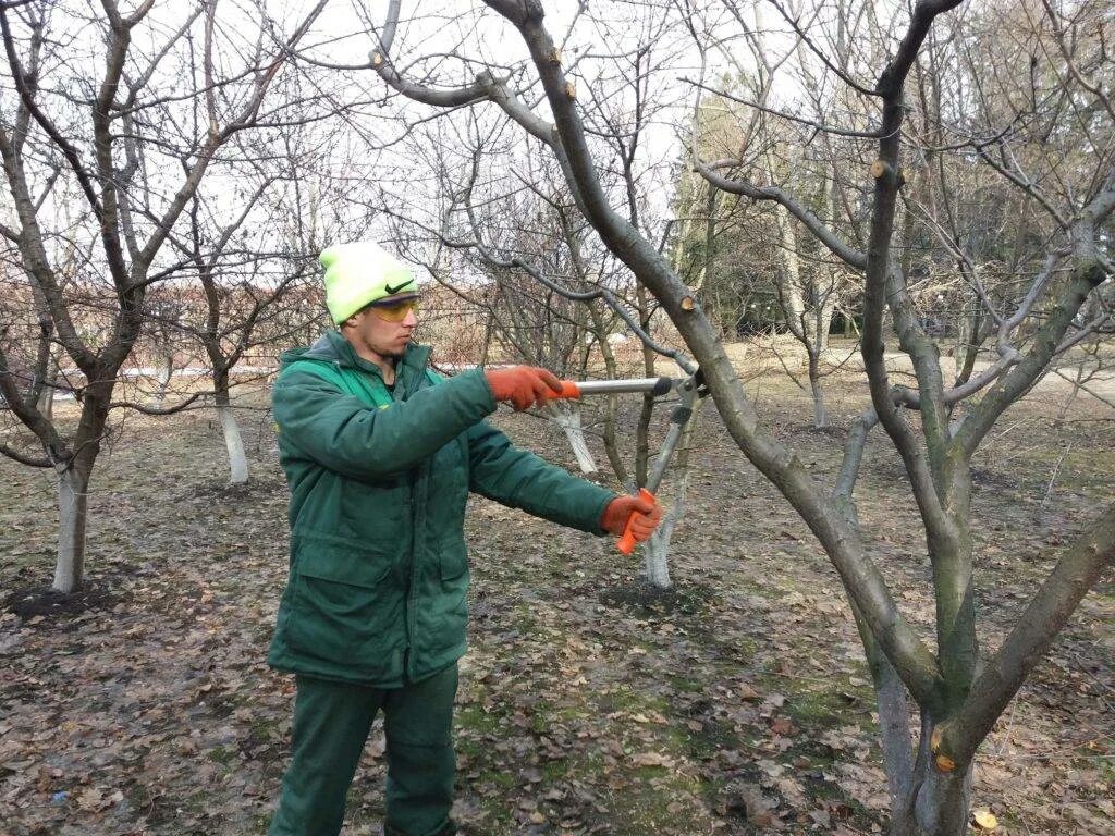 Уход за яблонями после. Весенняя обрезка плодовых деревьев. Обрезать абрикос осенью. Омолаживание дерева абрикос. Стрижка плодовых деревьев осенью.