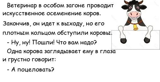 Анекдот про два быка. Анекдот про корову. шутки про коров. анекдот а поговорить. анекдоты про корову смешные.