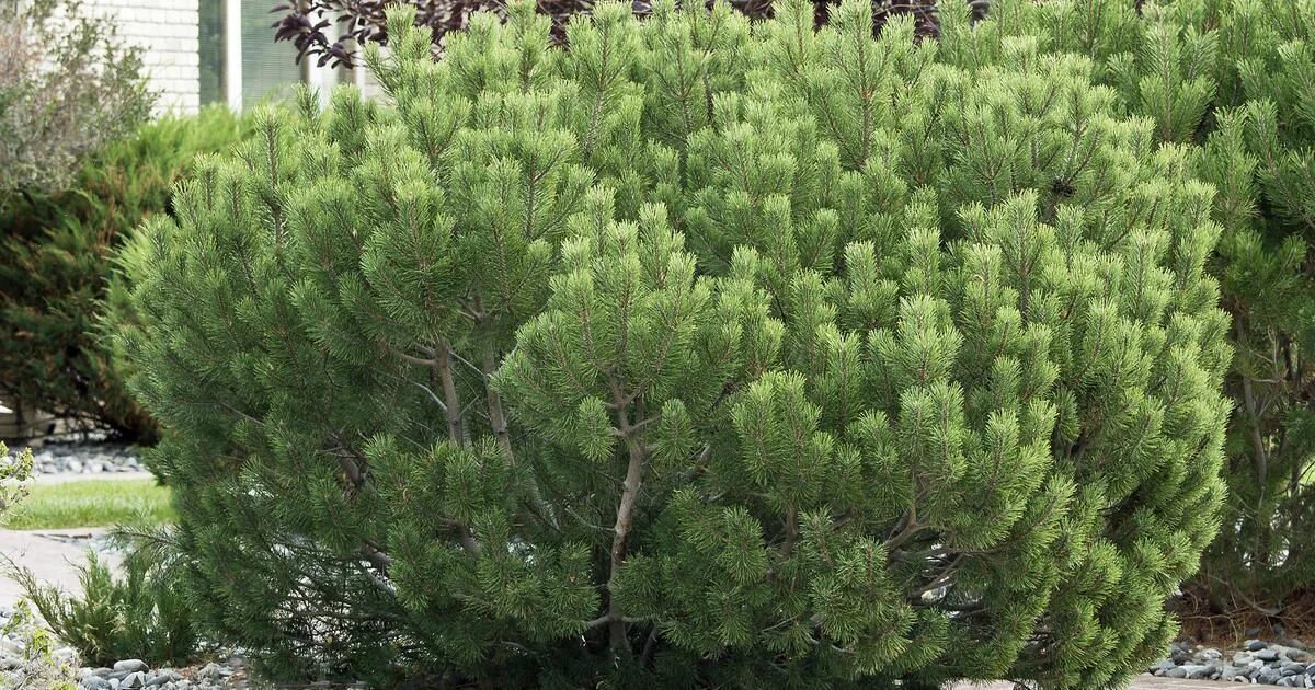 Сосна горная муго мугус. Сосна горная гном (gnom). Сосна горная мугус / pinus mugo mughus. Сосна горная мугус. Сосна горная mughus.