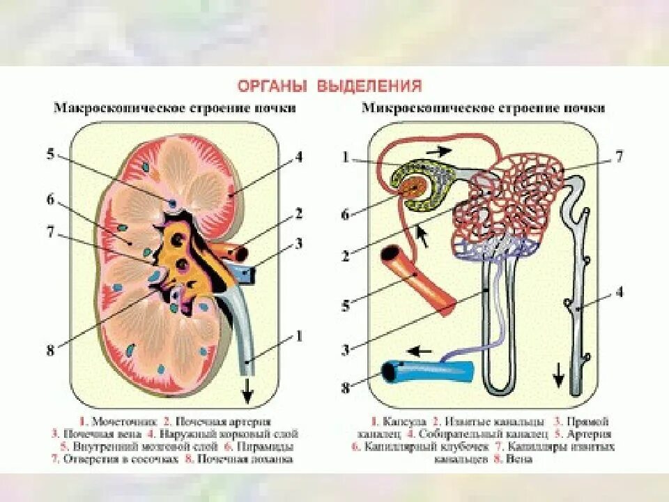 Органы выделения тест 8 класс. Система выделения человека схема. Мочевыделительная система человека строение нефрона. Выделительная система строение почки 8 класс. Выделительная система биология 8 класс.