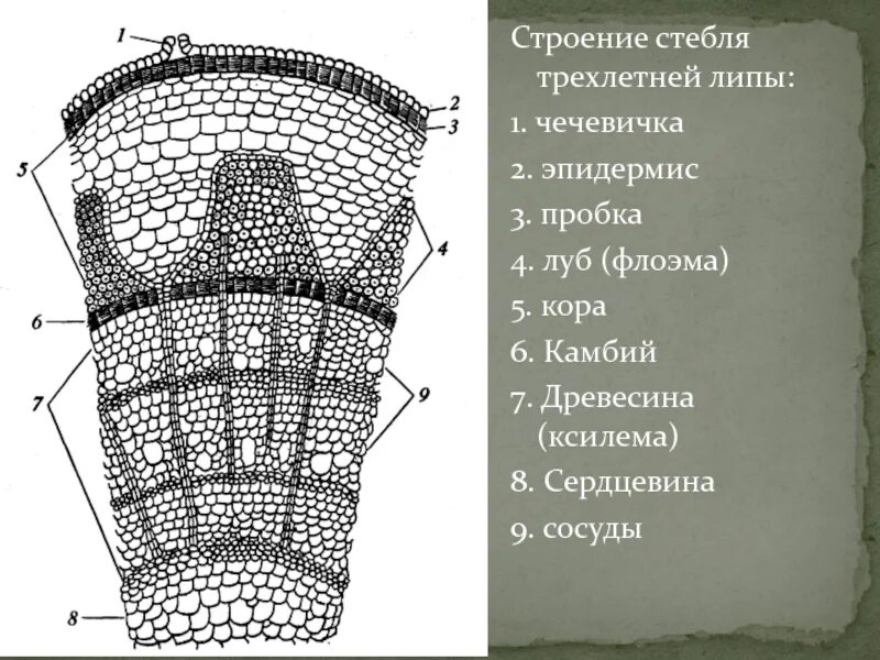 Внутреннее строение древесного растения. Поперечный срез стебля липы. поперечный срез древесного стебля. поперечный срез древесного стебля липы. продольно-поперечный срез древесного стебля.