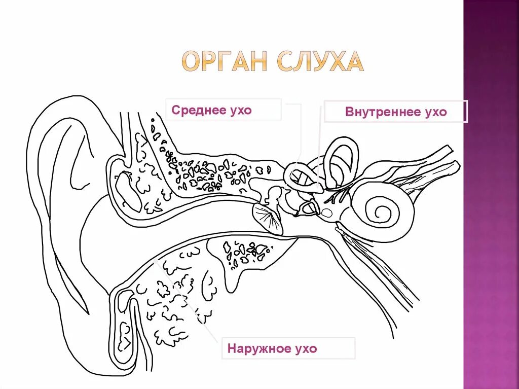 Схема органа слуха. Слуховой анализатор анатомия рисунок. Строение слухового анализатора анатомия. Слуховой анализатор строение внутреннего уха. Строение слухового анализатора рисунок.