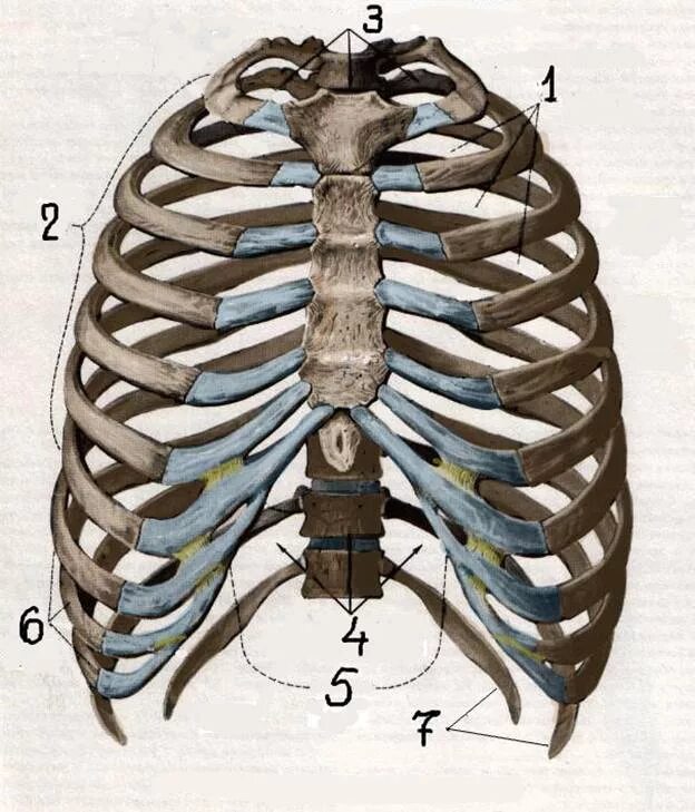 Ребра и Грудина анатомия. Грудная клетка Грудина и ребра анатомия. Скелет грудной клетки ребра. Реберная клетка анатомия.