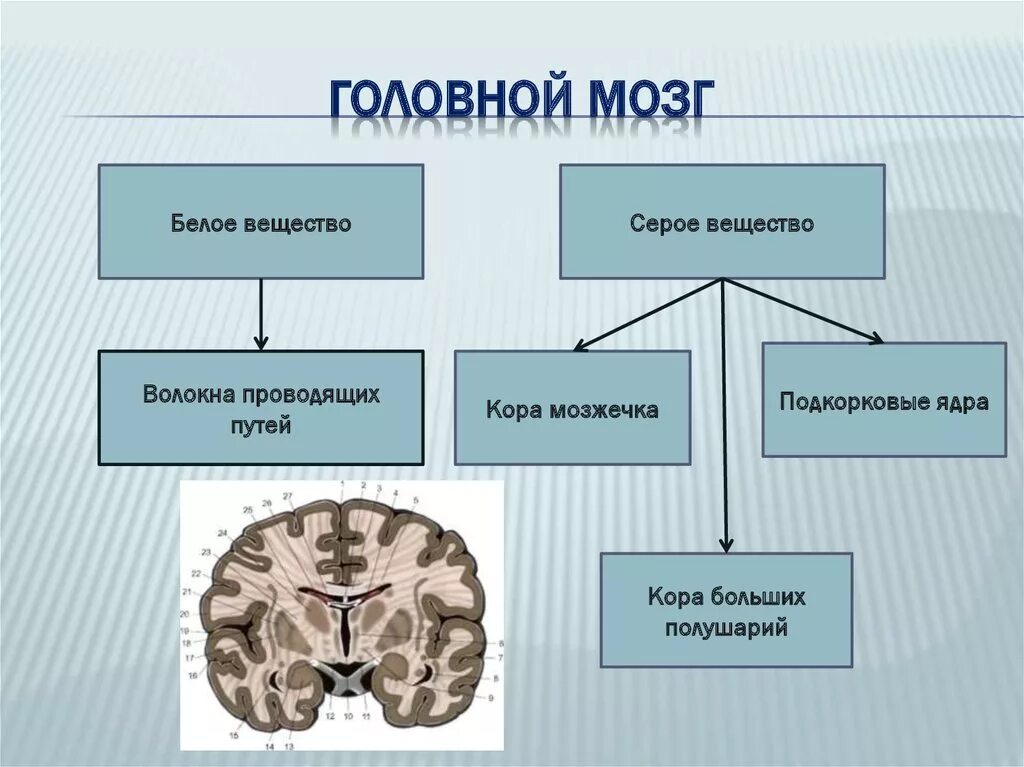 Из какого вещества состоят мозги