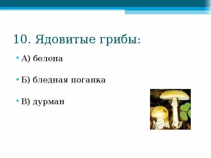 Проверочная по разделу наша безопасность 3 класс. Ядовитый гриб белена бледная поганка дурман. К ядовитым грибам относятся. Гриб дурман ядовитый. Гриб белена.