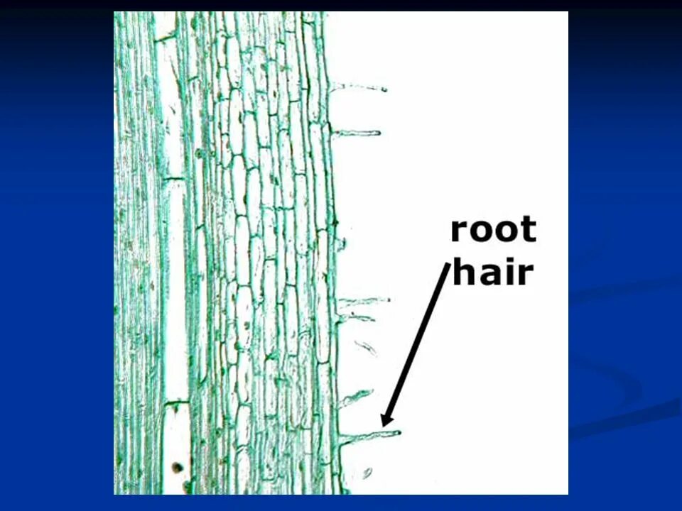 Root threads. Hair root. root hair cell. root hair initiation site.