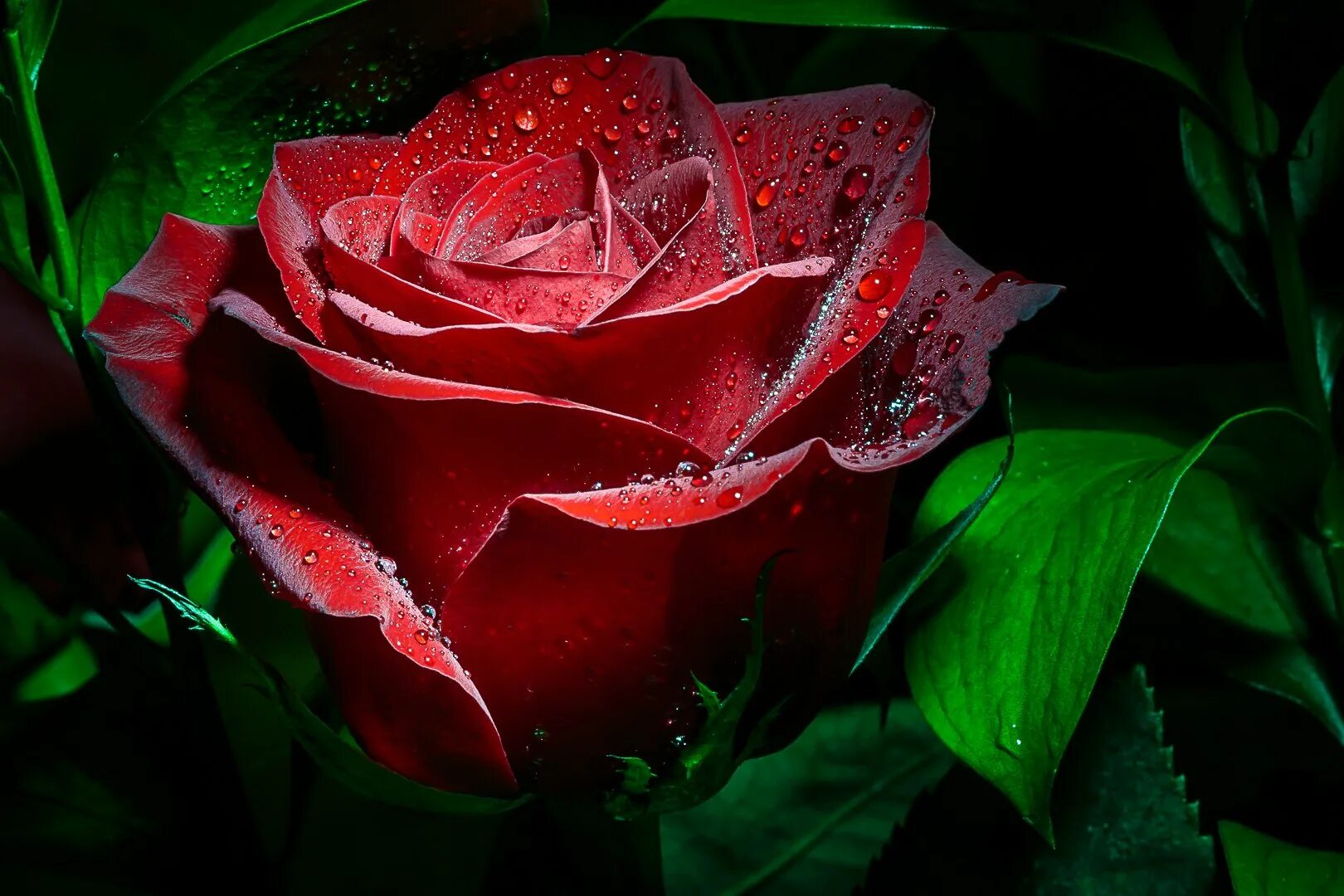 алые розы послушать. роскошный букет. цветы розы красные. много роз. миллион алых роз.