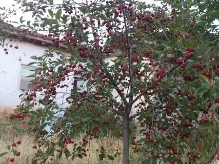 Сорт вишни апухтинская