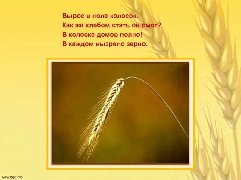 Стихотворение колосок. Стих про колосок для детей. Стихи про колосья. Стихотворение в поле колосок.