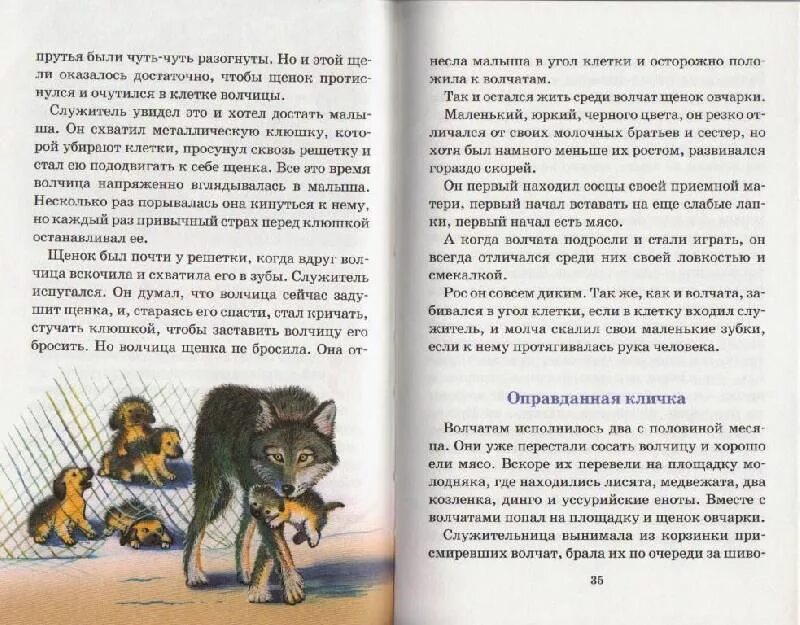 На площадке молодняка играли 5. Рассказ Медвежонок Чаплина. Чаплина Фомка белый Медвежонок.