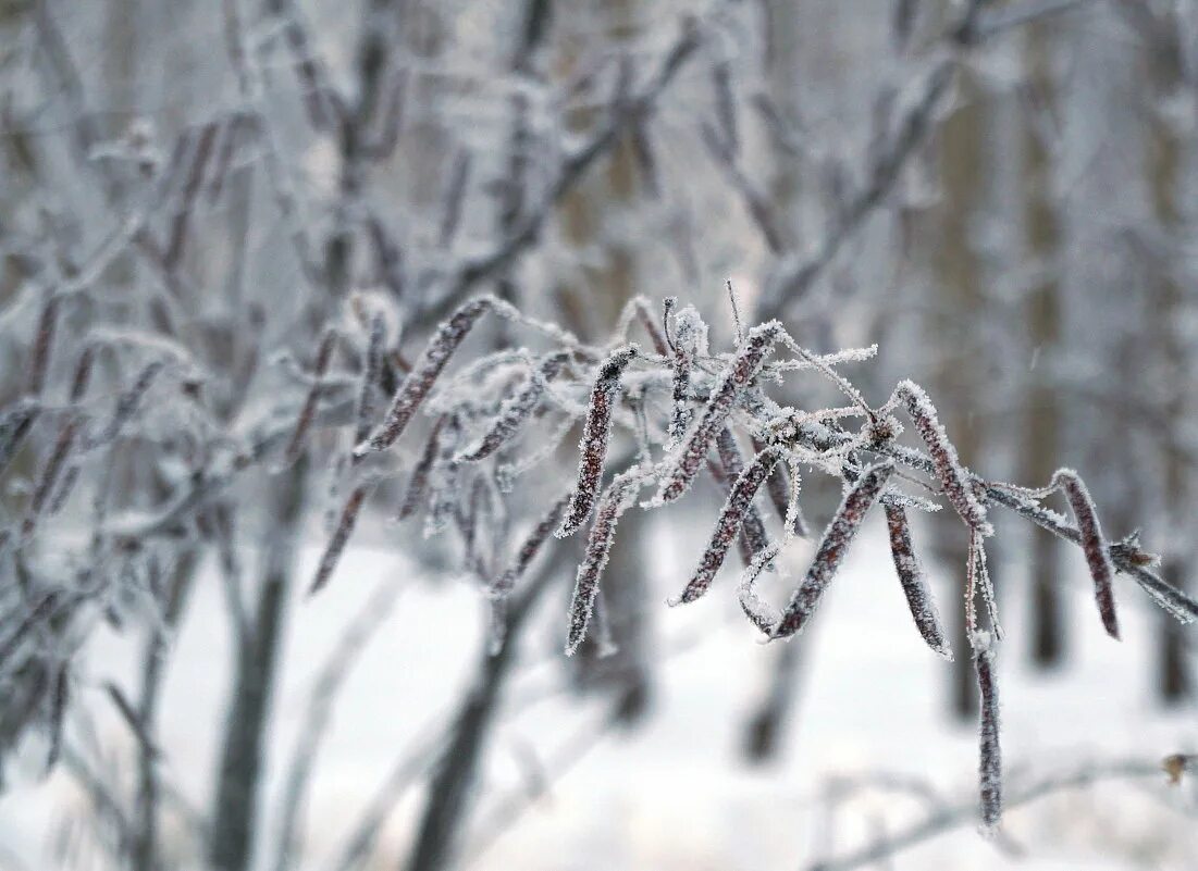 Акация (Acacia) - плоды - позади здания санатория Жемчужина на курорте Шмаковка.