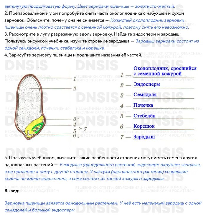 Лабораторная работа биология 6 класс фасоль. Лабораторная работа строение семян. Лабораторная работа строение семени пшеницы. Лабораторная работа семя фасоли. Лабораторная работа по биологии строение пшеницы.