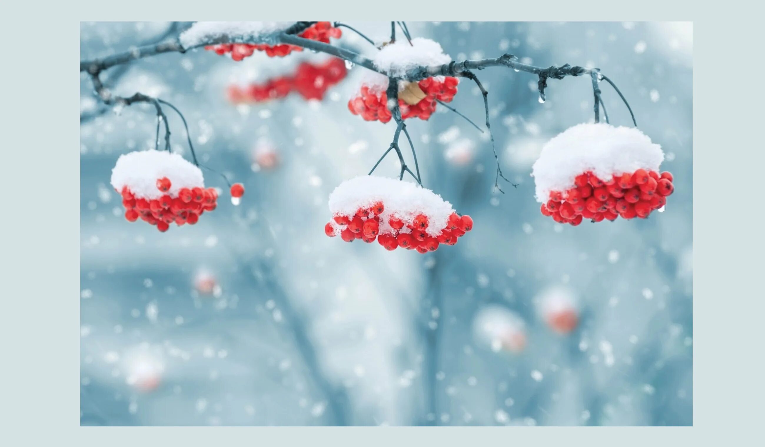 22 февраля народные приметы. Рябина зимой. Описание февраля. Февраль сильные дни. Февраль сильные дни.