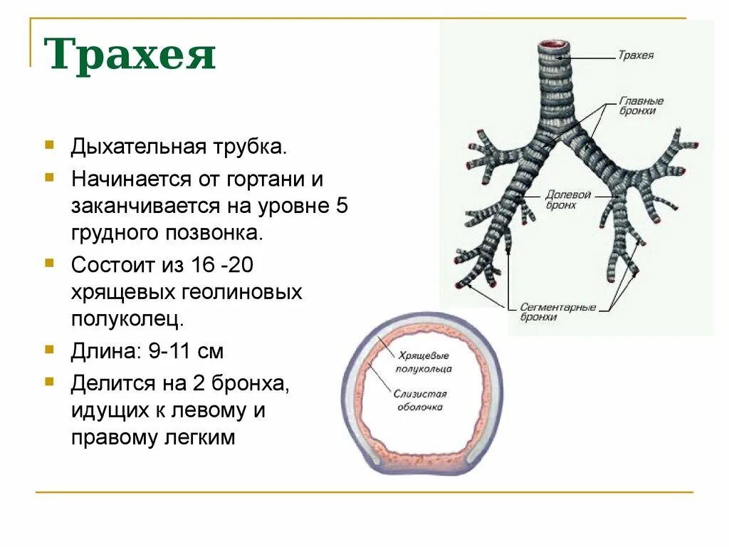 Трахея положение строение функции. Гортань трахея бронхи анатомия. Трахея бронхи расположение строение функции. Дыхательное горло трахея и бронхи строение. Строение и функции трахеи и легких