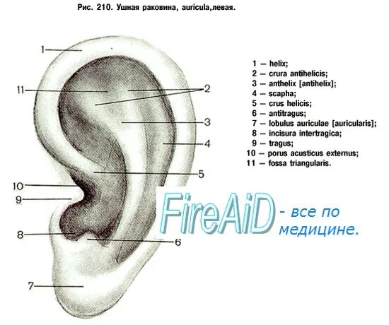 Слуховой латынь. Строение наружного уха на латыни. Строение наружного уха хрящ. Строение ушной раковины анатомия. Строение наружного уха человека анатомия.