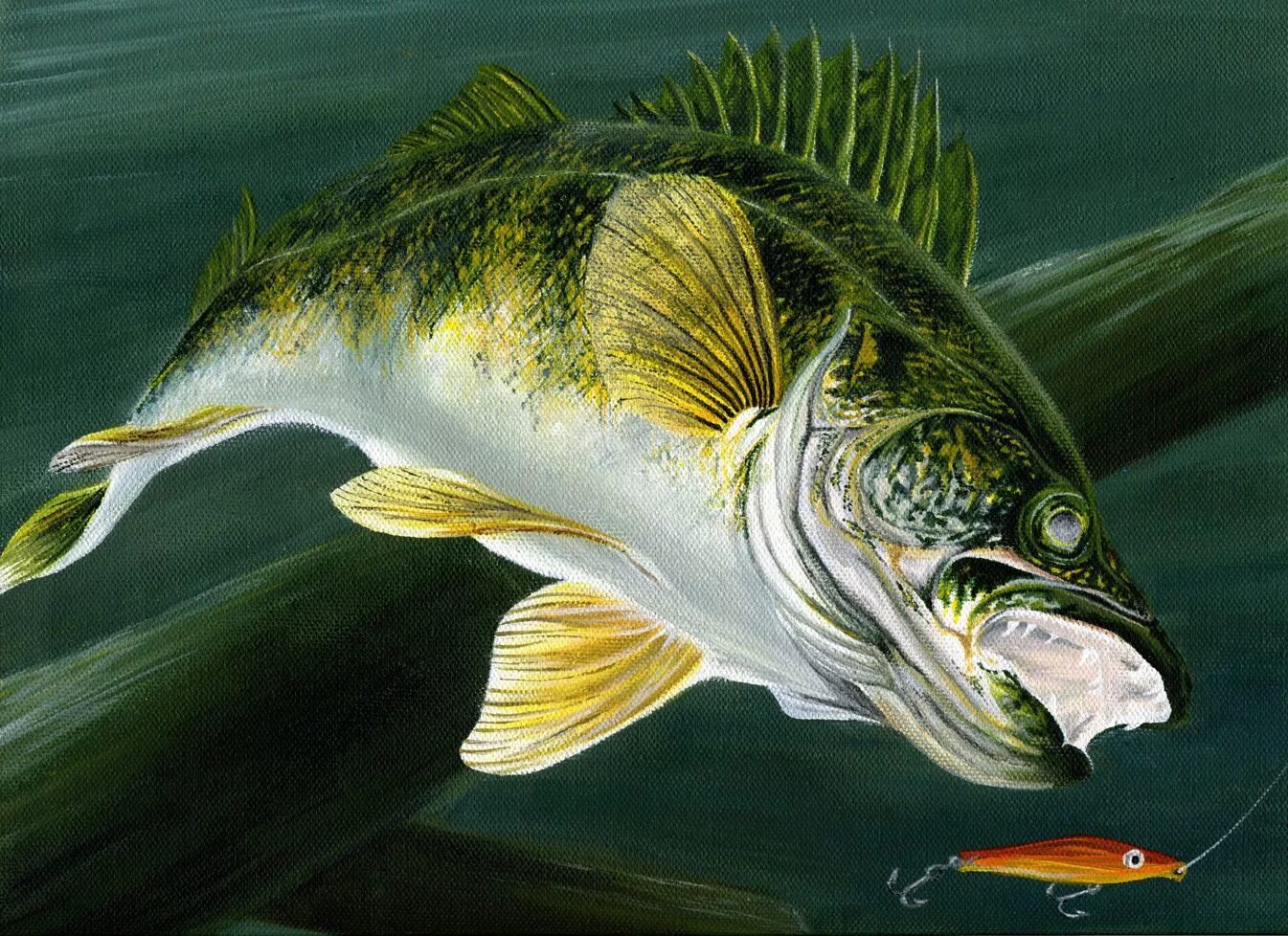 Судак рыба. Судак рисунок. Судак рисунок. Судак рыба хищник. Судак рыба.