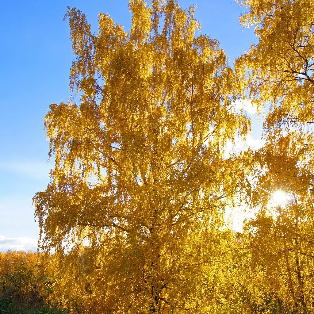 березка золота. осенняя береза. желтая береза северной америки. золотая береза. золотисто березовый.