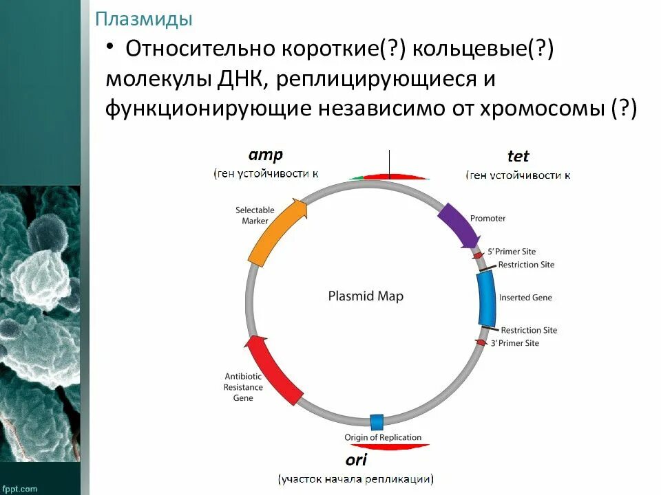 Является ли кольцевой. Строение бактериальной плазмиды. Строение бактерии плазмида. Строение плазмиды бактерий. Структура плазмид бактерий.