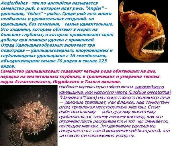 Сравните условия обитания рыб удильщика и акулы. Рыба удильщик глубина обитания. рыба удильщик рыба удильщик. глубоководный удильщик строение. глубоководный удильщик описание для детей.