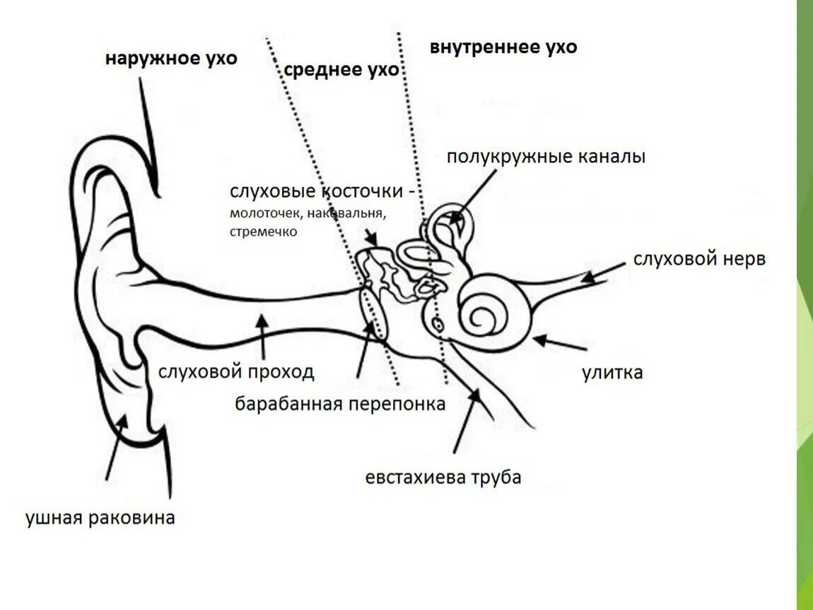 Слуховая труба вестибулярный аппарат. Строение среднего уха схема. Наружное ухо среднее ухо внутреннее ухо строение функции. Строение уха схема наружное среднее внутреннее. Структура наружного уха человека схема.