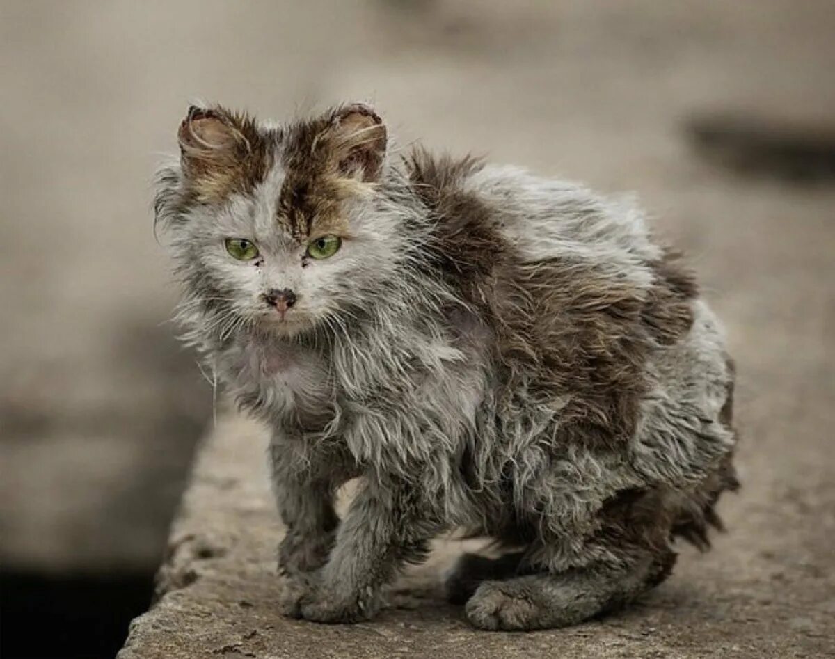 Бездомный кот. Брошенный котенок.